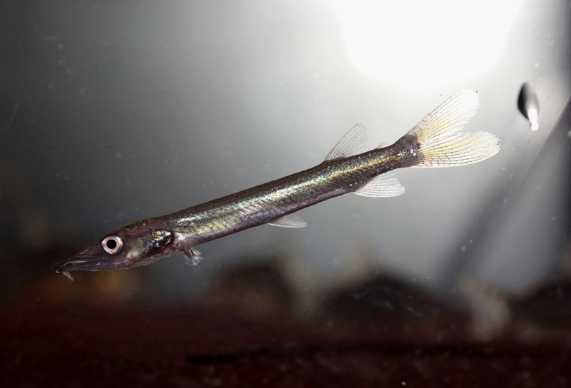 Ctenolucius hujeta Hujetas gäddtetra