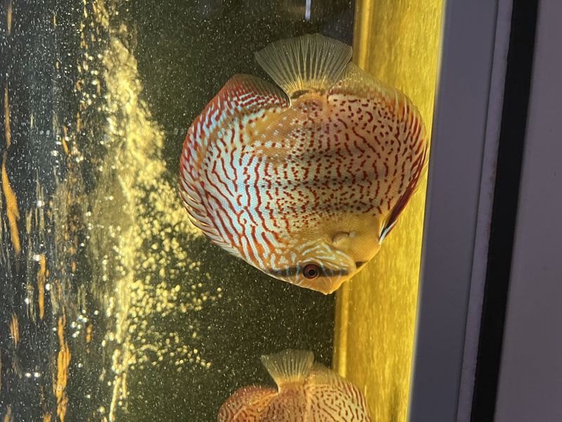 Wild Tefe Red Spotted Green x RSG Leopard F5 16 cm  fins i butiken 