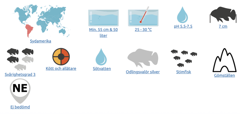 Mikrogeophagus ramirezi Gul fjärilsciklid