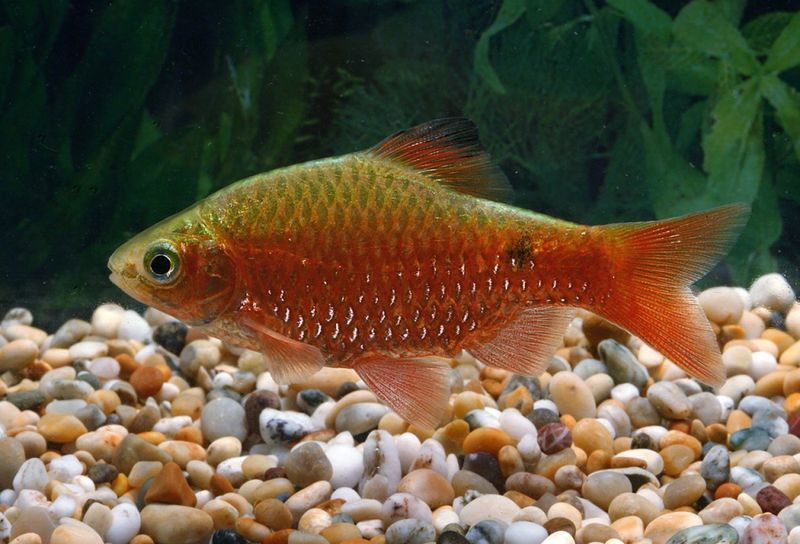 Pethia conchonius Praktbarb