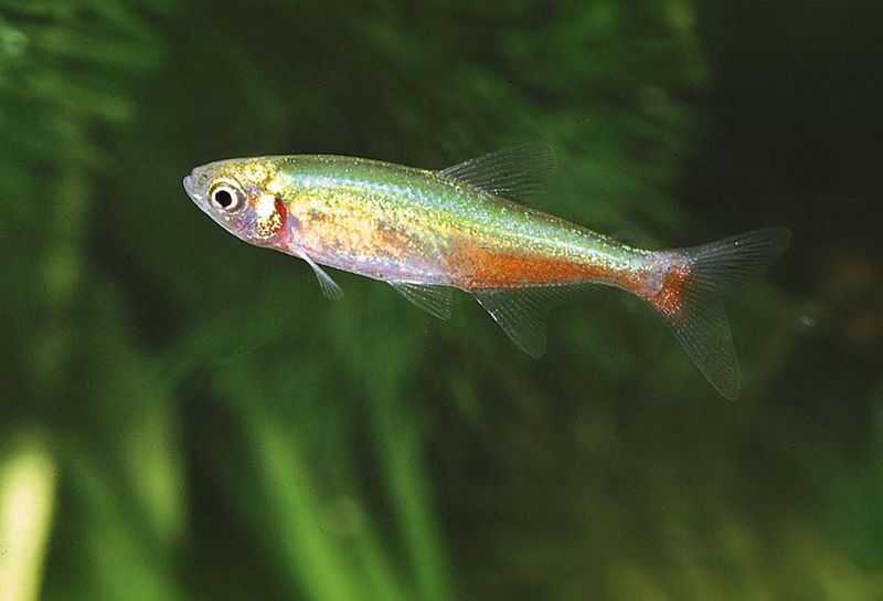 Rathbuns Blodfenstetra