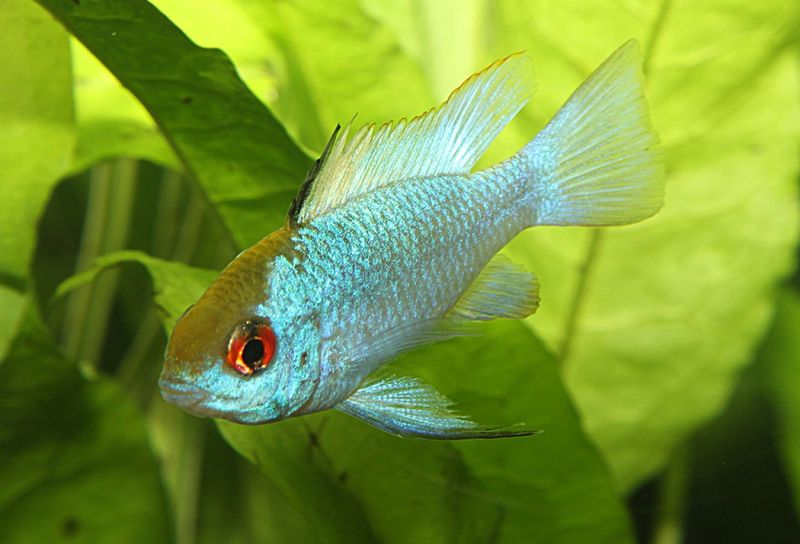 Mikrogeophagus ramirezi Electricblue fjärilsciklid