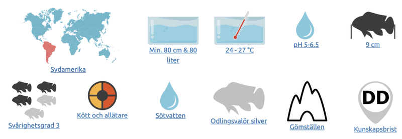 Apistogramma nijsseni Pandaciklid