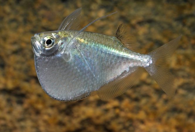 Huvudbild BILBUK PLATINA 4-6CM VF