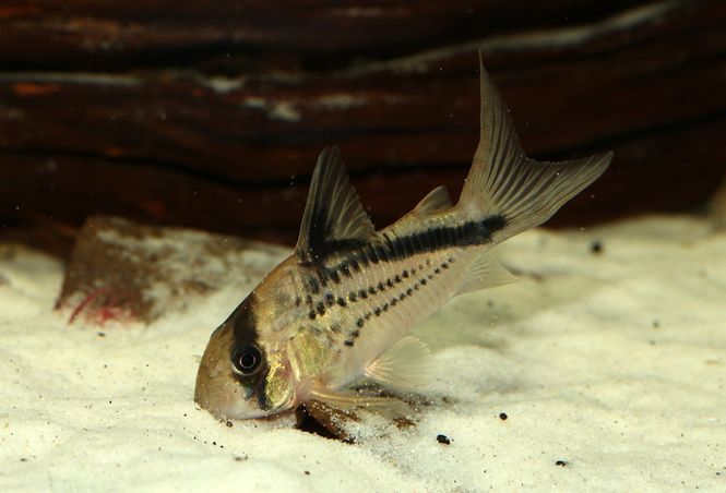 Huvudbild Hoplisoma loxozonum Fläckig banditpansarmal