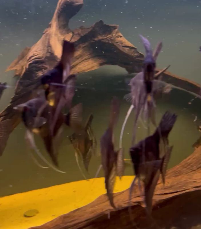 scalar svart  Pterophyllum scalare