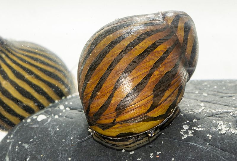 Vittina turrita Zebrasnäcka