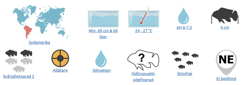 ROSENTETRA VITFENAD  Hyphessobrycon rosaceus 2,5-3,5CM