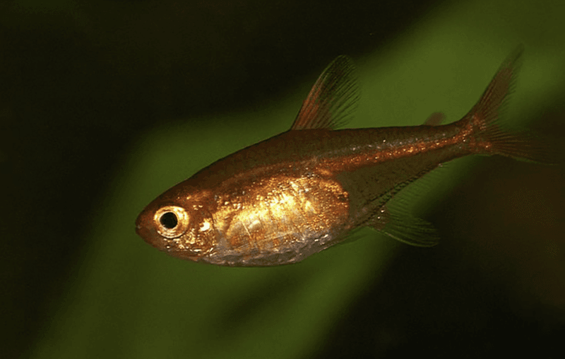 Kolglödstetra Hyphessobrycon amandae