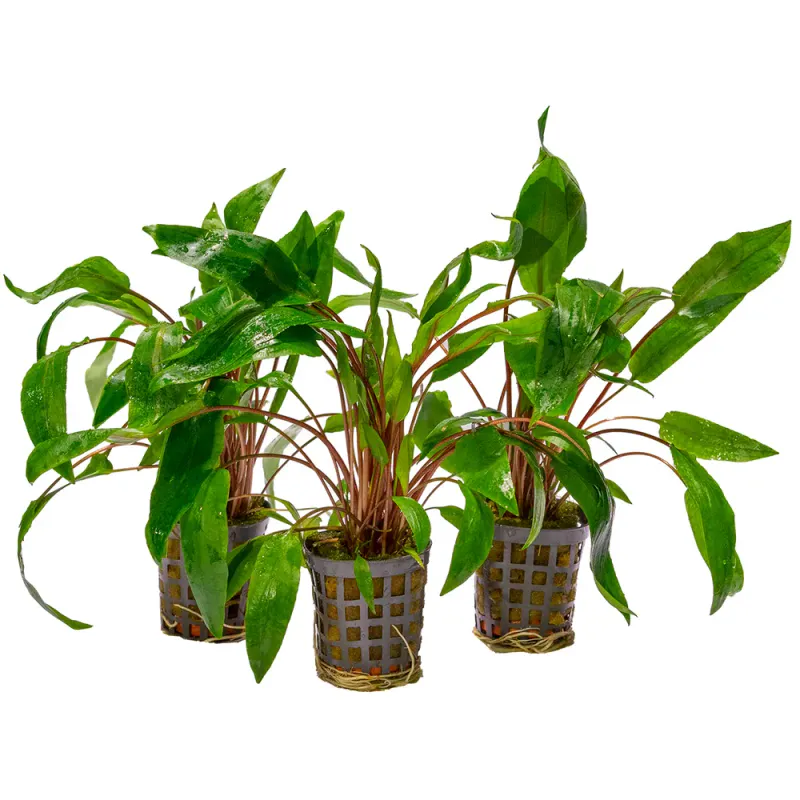  Af Cryptocoryne Undulatus Kasselman 5 Cm Pot Orange 