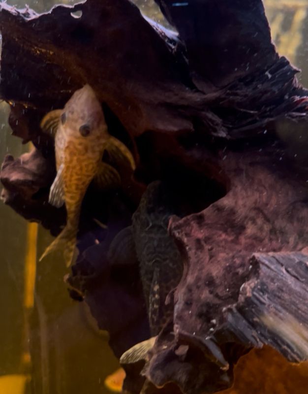 l174 Hypancistrus sp.