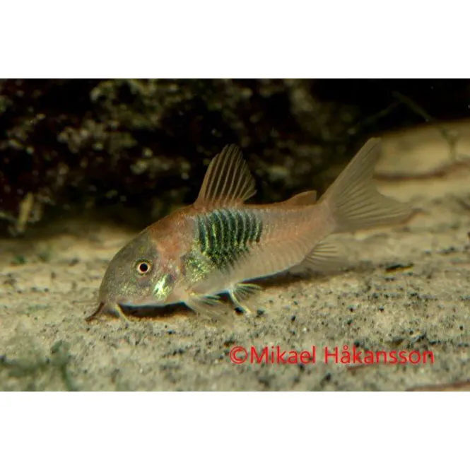 Huvudbild PANSARMAL VENEZUELAORANGE ODL.Osteogaster aeneus