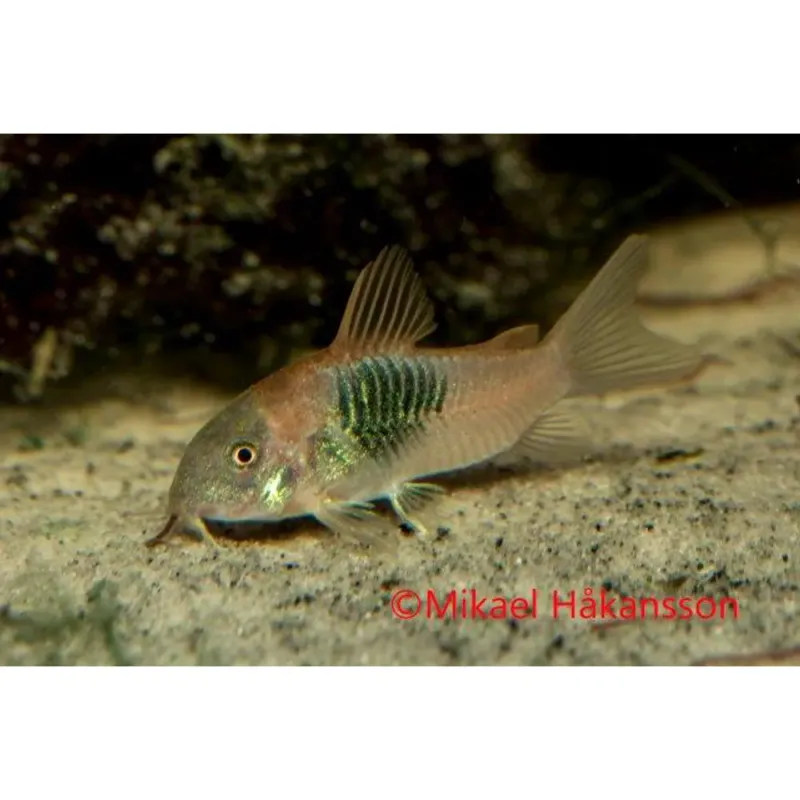 PANSARMAL VENEZUELAORANGE ODL.Osteogaster aeneus