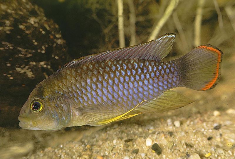 Apistogramma nijsseni Pandaciklid