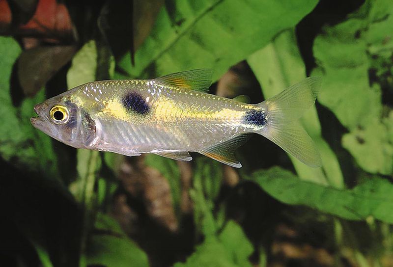 Exodon paradoxus Storfläckstetra