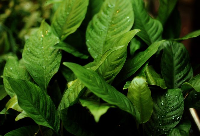 Huvudbild Anubias heterophylla