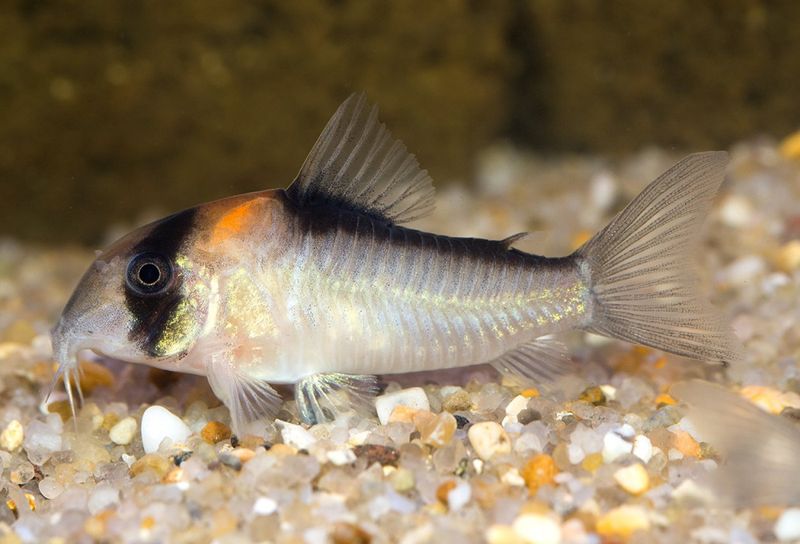Hoplisoma adolfoi Adolfo´s pansarmal