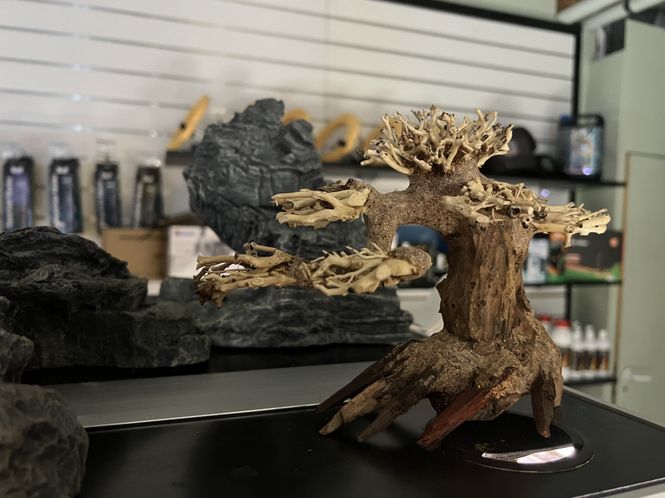 Huvudbild Bonsai Wood  23x15x10cm