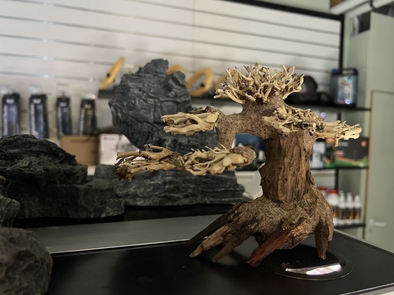 Bonsai Wood  23x15x10cm