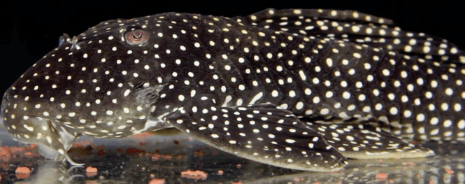 Huvudbild  L368 Moon Pleco (Scobinancistrus sp.)