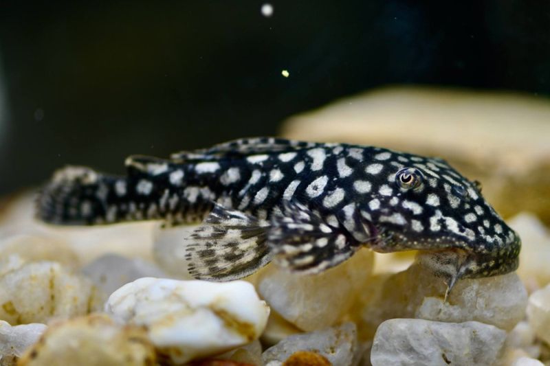 Pseudancistrus genisetiger Rare Ceara state pleco (7-9 cm)