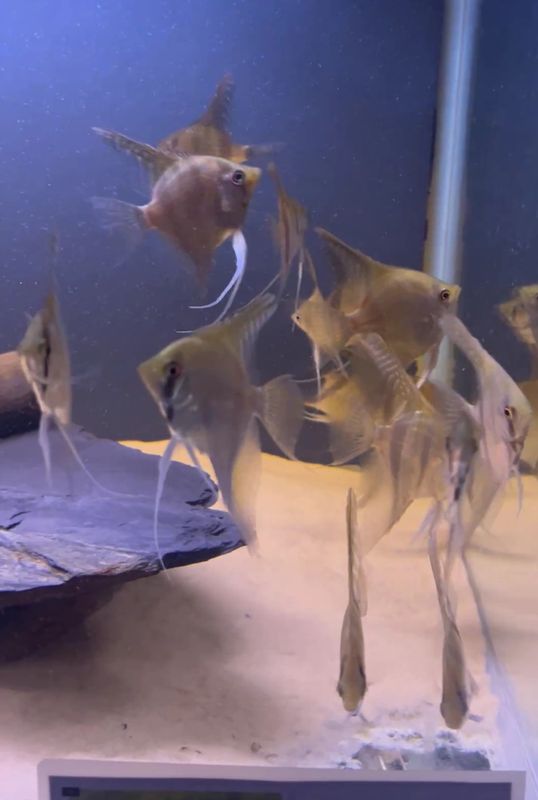 Scalare Santa Isabel (Pterophyllum scalare) 