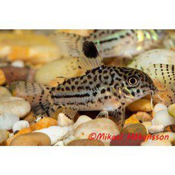 Huvudbild Hoplisoma trilineatu Leopard Pansar Mal Odl.