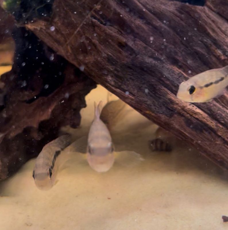 Bujurquina sp. Curua F1