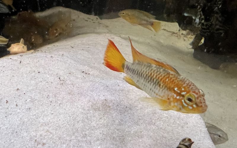 Apistogramma Viejta