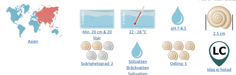 Vittina semiconica Tigersnäcka
