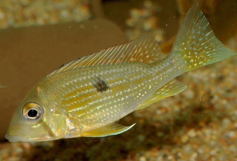 Geophagus taeniopareius Gulkindad randig jordätare