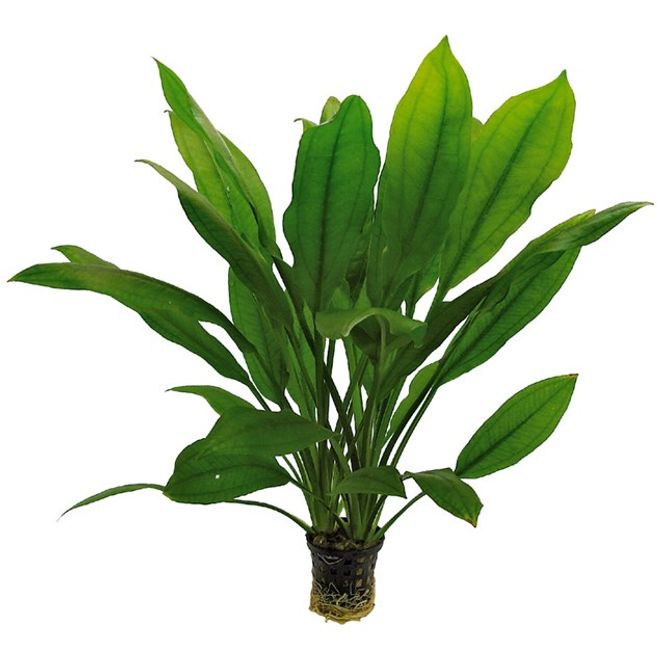 Huvudbild Echinodorus bleheri Kruka