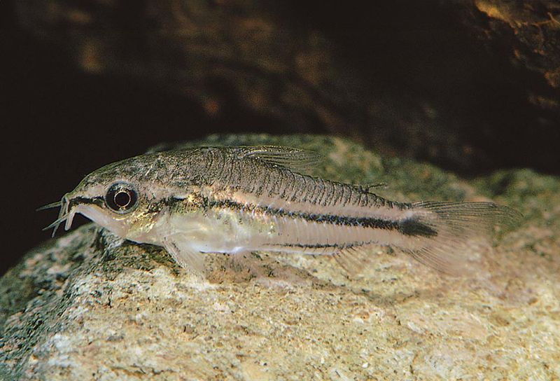 Pygmepansar Mal Vf 