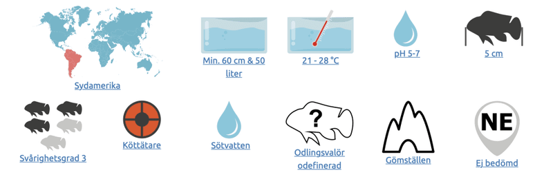 Apistogramma elizabethae red 