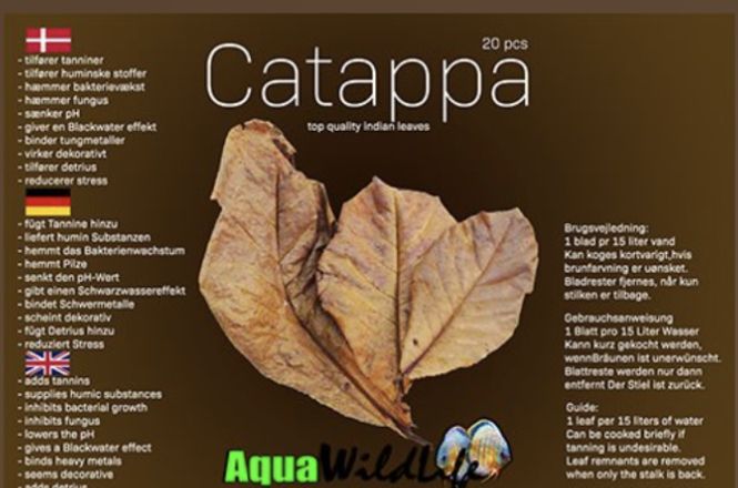 Huvudbild Catappa Ketapang