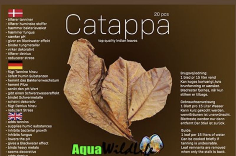 Catappa Ketapang