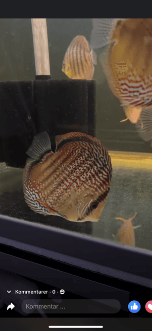 Huvudbild Rsg 12-14 cm 