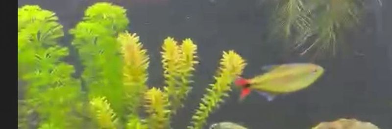 Hemigrammus sp. Jalapão Golden Red Tail