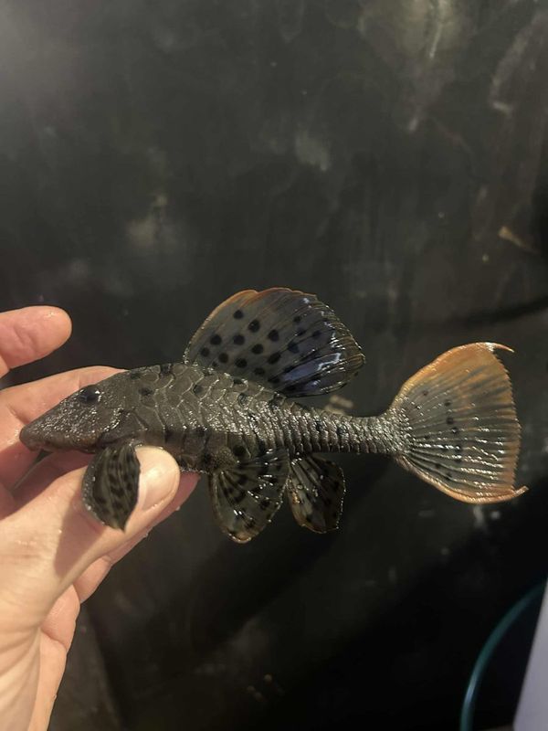 Pseudorinelepis sp. 'L095'