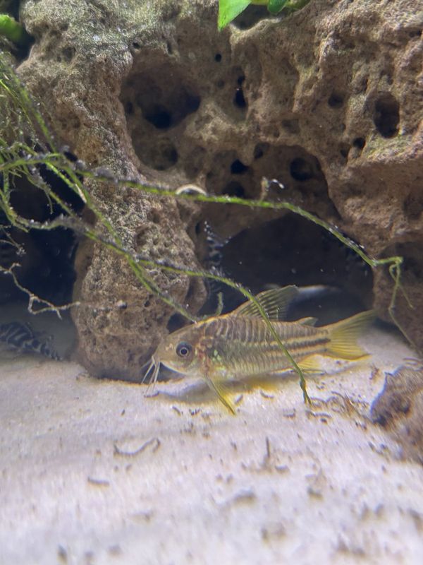 Elegantpansarmal 