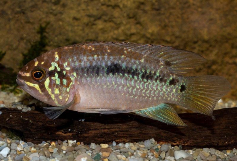 Ivanacara bimaculata Guyanas Ivanacara, Praktacara