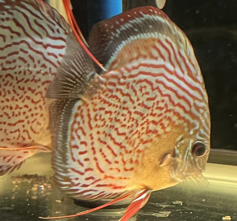 Wild Tefe Red Spotted Green x RSG Leopard F5 12-14 cm. i butiken