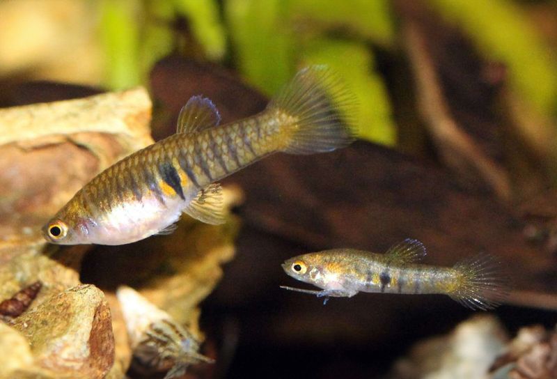 Neoheterandria elegans Tiger teddy, elegant poeciliid