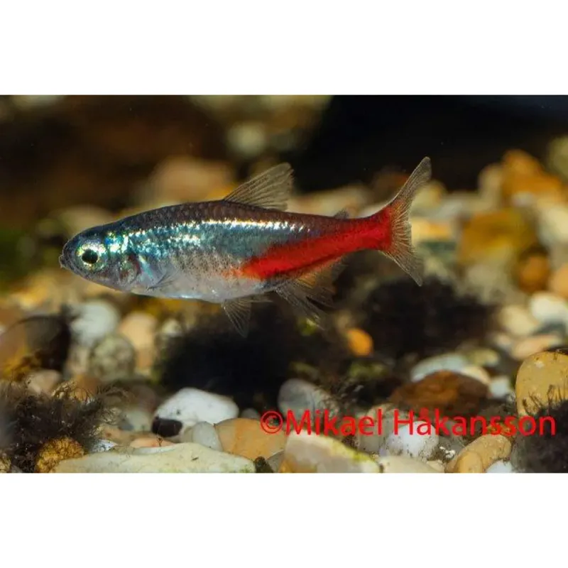 NEONTETRA DIAMANT
