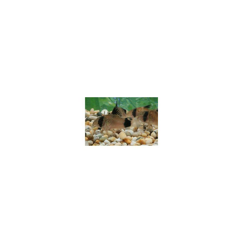 Panda Pansar Mal Odl2,5-3cm 