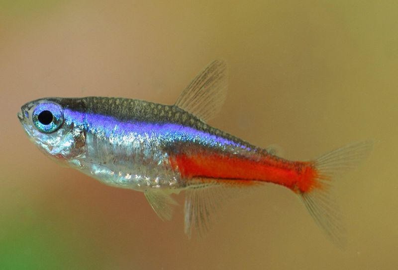  NEONTETRA 