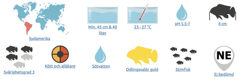 GRÖN NEONTETRA ODL2-3CM