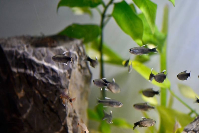 Hyphessobrycon negodagua Negodagua