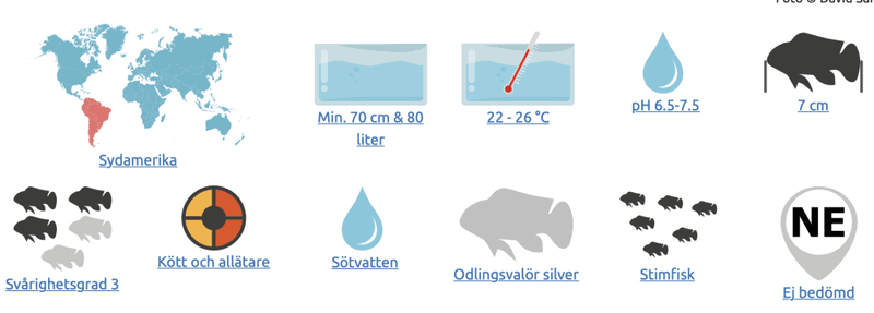 Osteogaster melanotaenia Guldgrön pansarmal
