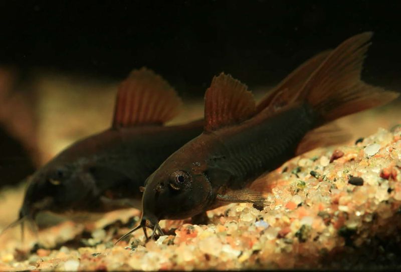Osterogaster aeneus 'black' Svart pansarmal, Venezuela black